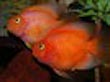Red Parrotfish Cichlid 